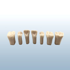 permanent endodontic teeth with pulp 
