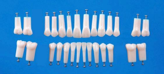 Preparation Replacement Teeth Straight Roots With Screws 32 or 28 Set