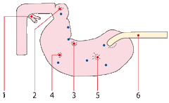 Endoscopy Simulator Upper GI Manikin