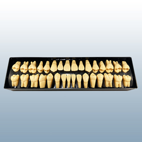human teeth anatomy education models