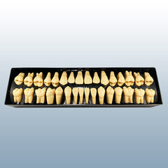 human teeth anatomy education models