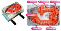 colonoscopy eaxamination manikin