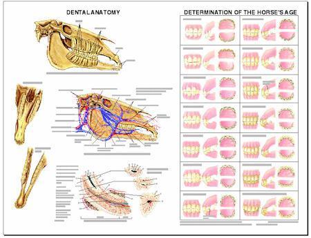 Equine Dental Chart