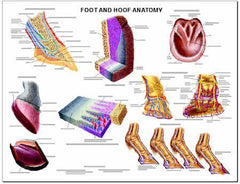 Equine Foot Hoof Chart