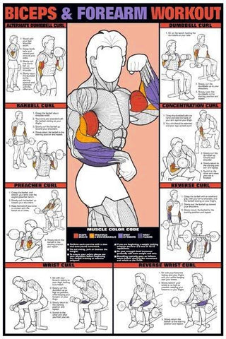 biceps forearm workout bodybuilding-weightlifting-exercise-poster
