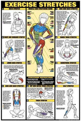 exercise stretches exercise poster chart