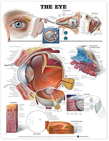 the eye poster education  