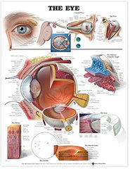 the eye poster education  