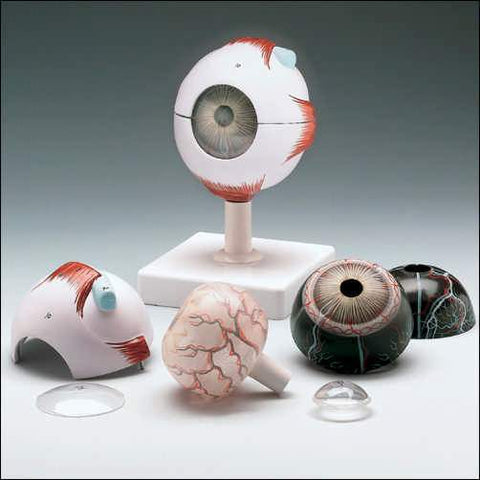 Eye Model 7 Part