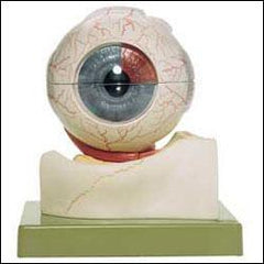 Eyeball 5-Times Life-Size 7 Parts Deluxe
