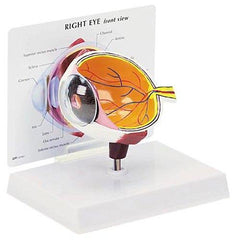 Cutaway Eye Model