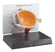 Cutaway Eye Model