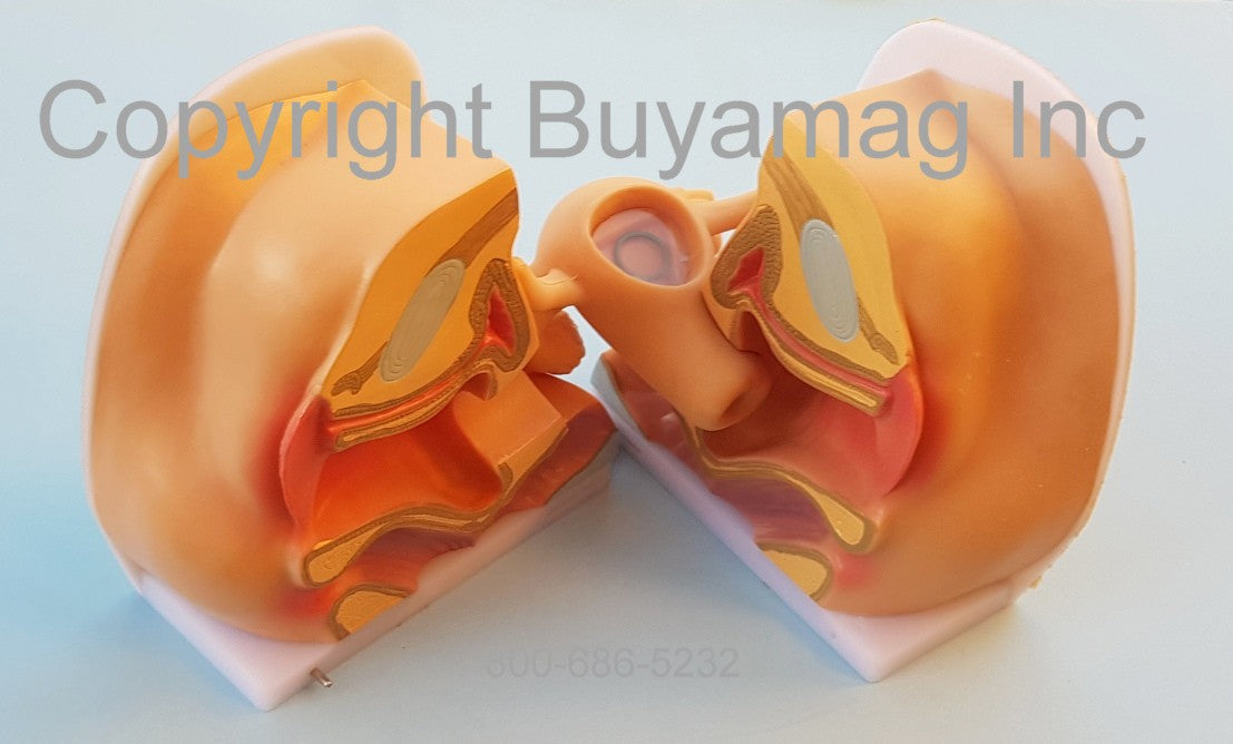 Female Contraception Model - Birth Control – Buyamag INC