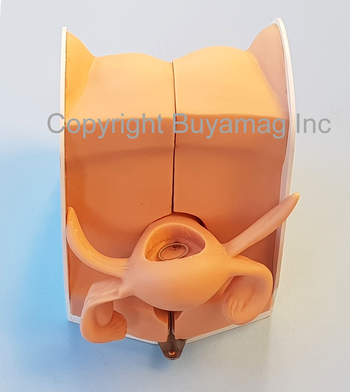Female Contraception Model - Birth Control Buyamag – Buyamag INC
