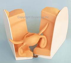 female reproductive organs model