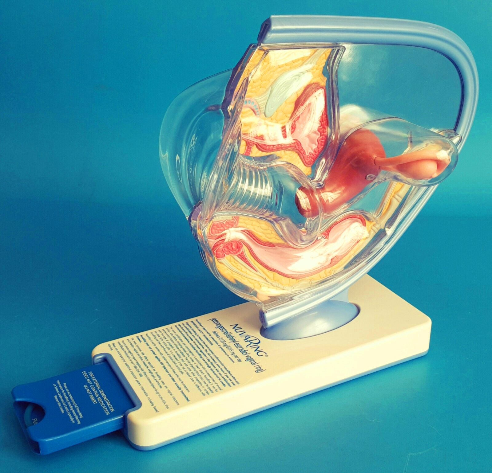 Birth Control Model Female Contraceptive Pelvis Model-Birth Control – Buyamag INC