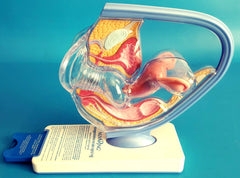 Female Contraception Birth Control Model Pelvis