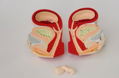 female reproductive organs and fetus