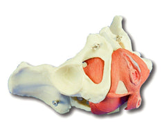 female pelvis model