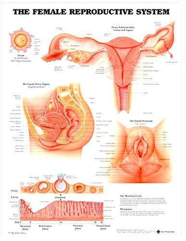 Female Reproductive System poster chart