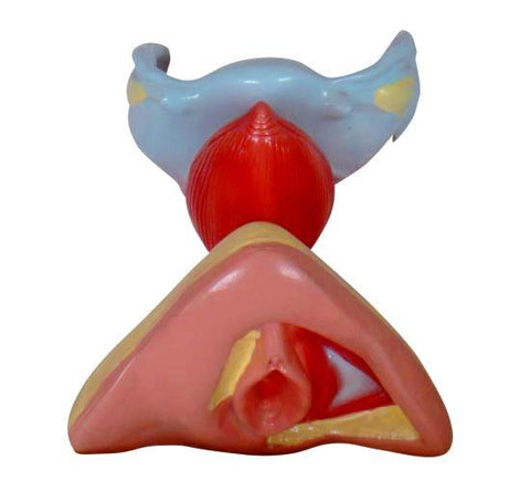 Female Exterior & Interior Genitalia model