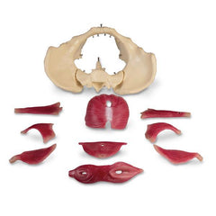 anatomical model female pelvic