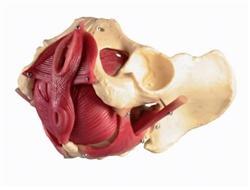 female pelvis anatomical model