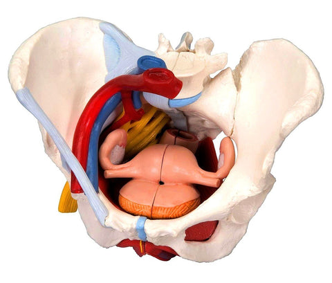 Pelvis Female Organs Ligaments Vessels Nerves Pelvic Floor 6 Parts