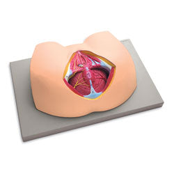 Female Perineum Model