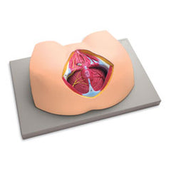 Female Perineum Model