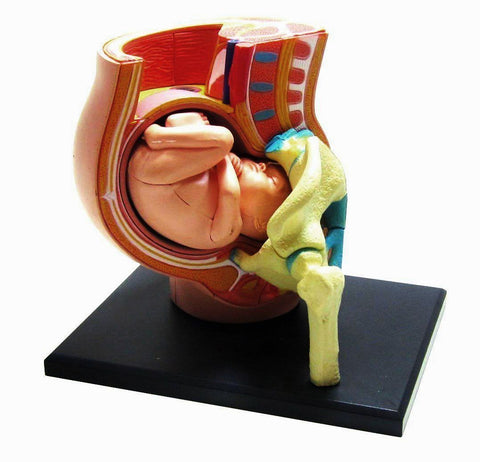 female pregnancy pelvis with fetus