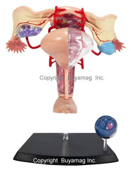 Female Reproductive Organs Model