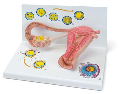 Stages Of Fertilization & Embryo DevelopmentStages Of Fertilization & Embryo Development