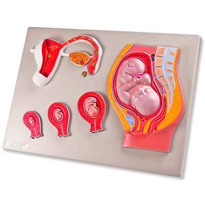 fetus development model