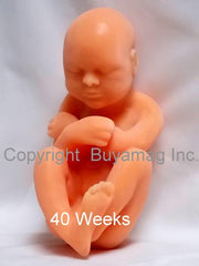 Optional  40 Weeks  Fetus Model