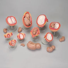 Pregnancy Fetus Uterus model