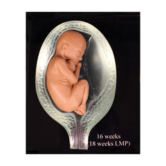 human pregnancy model fetal in womb