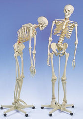 skeleton model