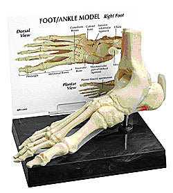 Foot Ankle Model