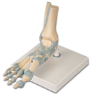 Foot Skeleton Model & Ligaments