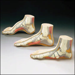 flat foot anatomical model