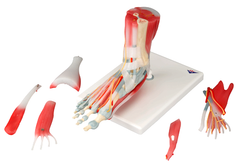 foot anatomy model