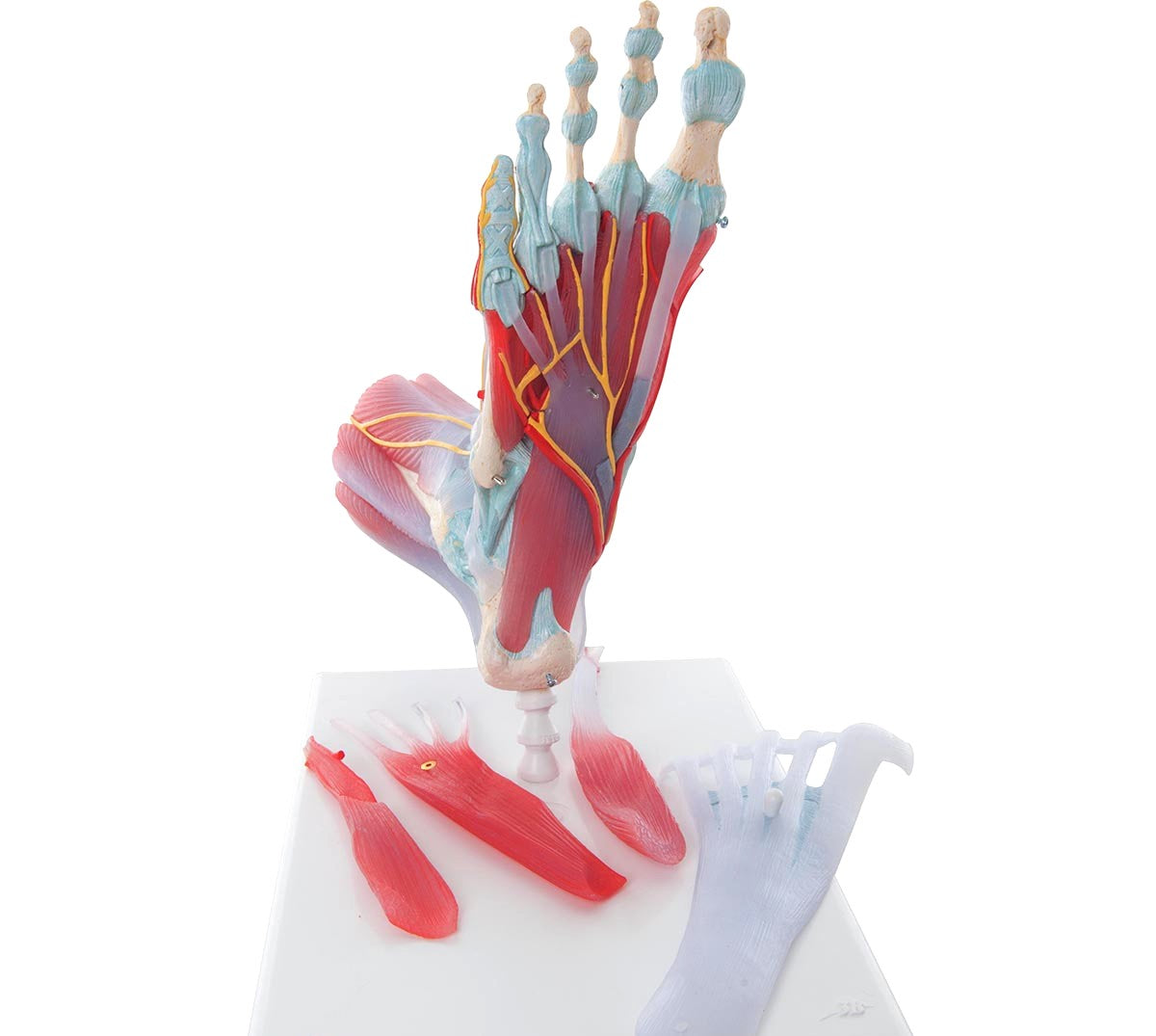 Foot Skeleton Model- Arteries Nerves: Veins – Buyamag INC