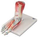 foot anatomical skeletal model
