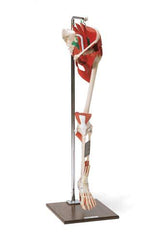 Leg Foot Ankle Muscular Deluxe