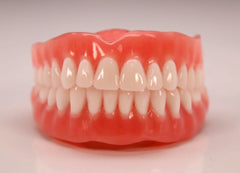 Full Dentures Upper & Lower Jaws Dental Model 28 Teeth