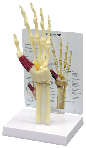 Hand & Wrist Model