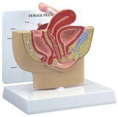 female pelvis model