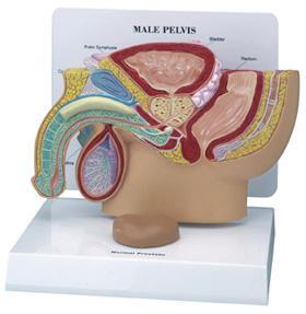 male pelvis prostate model