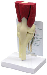 knee joint model